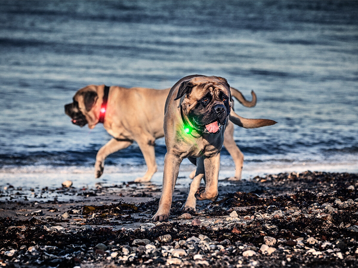 Orbiloc Dog Dual Safetylight (Hundelicht) Orbiloc Dog Dual Safetylight (Hundelicht)