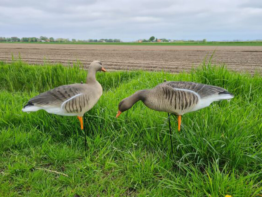 Beflockte Vollkörper-Graugänse, äsend, ruhend (6 Stück) Beflockte Vollkörper-Graugänse, äsend, ruhend (6 Stück)