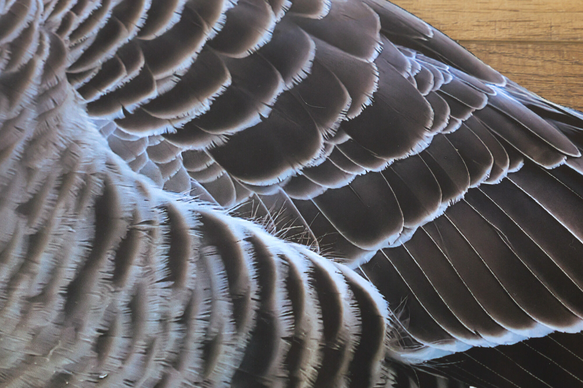 Silhouetten Lockgänse Graugans (6 Stück)