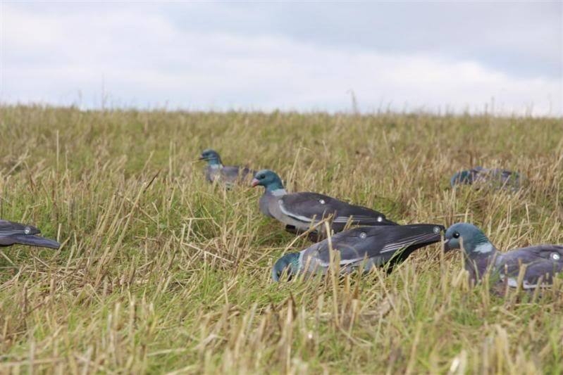 FUD Locktauben (6 Stück) FUD Locktauben (6 Stück)