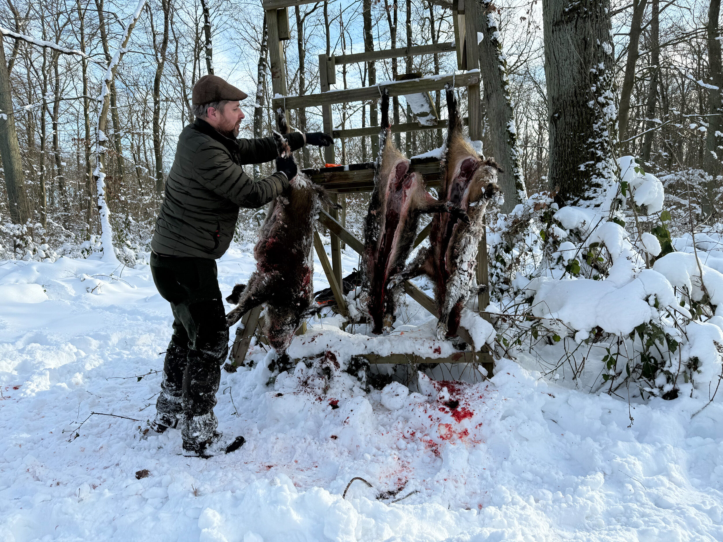Dick Aufbrechset bei der Jagd von Schwarzwild