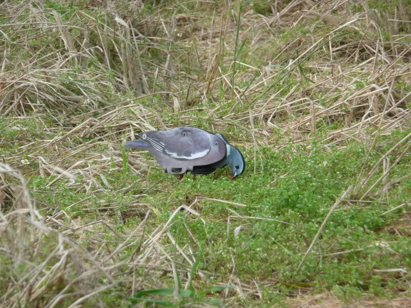 FUD Locktauben (6 Stück) FUD Locktauben (6 Stück)